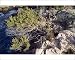 Photographic Prints of PPG-1408 Juniper - natural bonsai from Ardea Wildlife Pets