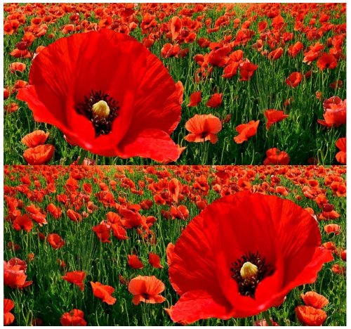 10,000 RED POPPY - Papaver rhoeas - HEAVY BLOOMER flower Seeds Europe from England to Greece and on