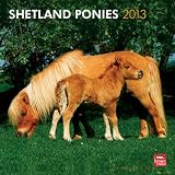 Shetland Ponies 2013 Square 12X12 Wall Calendar