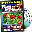 Flowers and Plants - Royalty Free Video Footage High Definition Collection