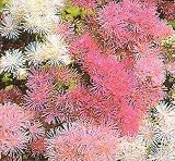 Meadow Rue 50 Seeds - Shade Perennial
