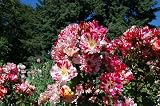 Amazon / Hirts: Roses: Fourth of July Climbing Rose - Fragrant, Everblooming - Potted