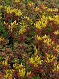 Eigenschaften Dachstauden  / Sedum oreganum, 6 Pflanzen