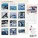 Orcas Killer Whales 2016 Wall Calendar