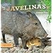 Look West Javelinas-c