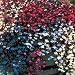 Grow Your Secret Garden Lobelia Trailing Fountain Mix 1000 Seeds