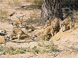 Jigsaw of CH-4044 Suricate / Meerkat - clean out new hole for refuge in time of danger from Ardea
