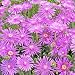 20 Seeds, Ice Plant "Table Mounatain" (Delosperma) Seeds By Seed Needs