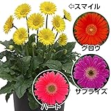 国華園　花苗 宿根ガーベラ ガルビネアスイートセット 4種4株