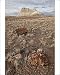 Photographic Prints of Petrified wood and an eroded hill, Petrified Forest National Park, Arizona, from Robert Harding