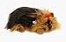 yorkshire_terrier2yorkshire terrier - Long Haired Yorkshire Terrier Perfect Pet Bundle