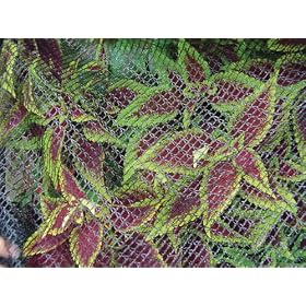 Dewitt 14-Foot by 14-Foot Bird Barricade Deluxe Netting 1 4-Inch Mesh #BB1414DLX by DeWitt