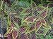 Dewitt 14-Foot by 14-Foot Bird Barricade Deluxe Netting 1/4-Inch Mesh #BB1414DLX