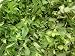 10ml Natural Mint E-Juice E-Liquid 0-24mg Available 80%VG - 20%PG (20mg)