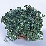 【6号鉢大株】セダム「コーラル・リーフ」