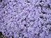 Blue/Pink/White/Red Hardy Phlox - 4 Potted Plants