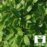 明日葉（アシタバ）3～3.5号ポット4株セット[人気の健康野菜苗]