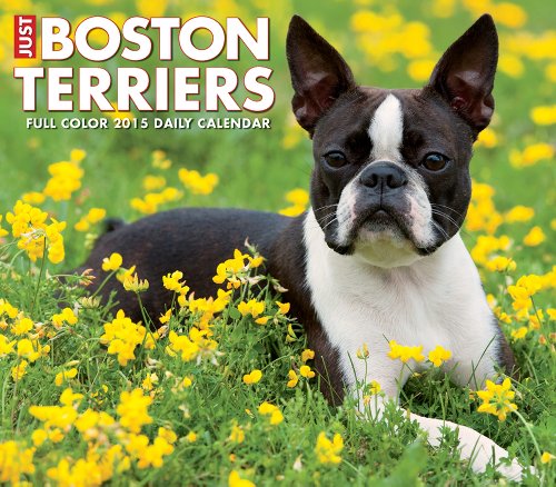 Just Boston Terriers 2015 Box Calendar