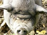 H�ngebauchschwein Mauspad (311)