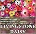 400+ LIVINGSTONE DAISY MIX Flower Seeds Tropical electrifying COLORS ~ 6" tall