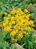Marigold Seeds - Tagetes Lucida - .07 Grams - Approx 100 Gardening Seeds - Herb Garden Seed