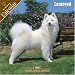 Samoyed 2008 Wall Calendar by Pet Prints