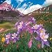 Beautiful flowers . . butterflies & hummingbirds . . in calendars !