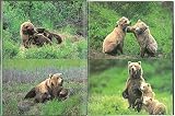 クマよ (たくさんのふしぎ傑作集) 画像