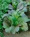 Red Giant Mustard Seeds - Brassica Juncea - 0.5 Grams - Approx 225 Gardening Seeds - Vegetable Garden Seed