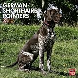 German Shorthaired Pointers 2012 Square 12X12 (Intl Calendar (Multilingual Edition)