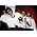 Thumbnail image of Stranglers