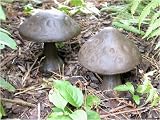 2er Set Pilz, Objekt aus Gusseisen, 16 cm hoch *1,3 kg*
