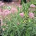 BUTTERFLY FLOWER Asclepias incarnata pink 10 seeds