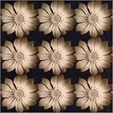 Review 1art1 GmbH  / Posters: Katja Marzahn Poster Art Print - Daisy Chain (28 x 28 inches)