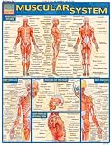 Muscular System (Quickstudy: Academic)
