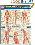 Muscular System