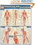 Muscular System