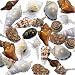 Sorting Shells