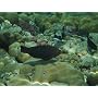 Fujifilm FINEPIX XP30 Outdoor-Digitalkamera (14 Me&hellip von Fujifilm