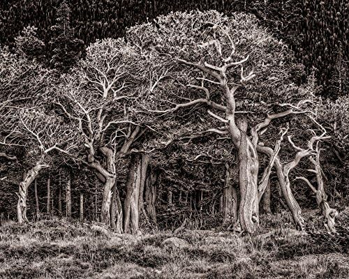 Enchanted Pine Forest Photograph 8x10