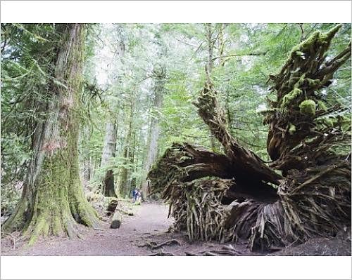 Photographic Print of Old growth forest in Cathedral Grove, MacMillan Provincial Park, Vancouver