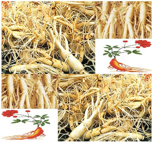 10 x Chinese Ginseng - Panax ginseng Seeds - 人参 MEDICINAL & HERBAL - Cold Hardy To Zone 6 - By MySeeds.Co 10 x Chinese Ginseng - Panax ginseng Seeds - 人参 MEDICINAL & HERBAL - Cold Hardy To Zone 6 - By MySeeds.Co
