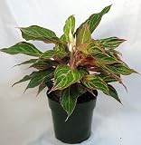 Hirt's Exotic Siam Chinese Evergreen Plant - Aglaonema - Grows in Dim Light