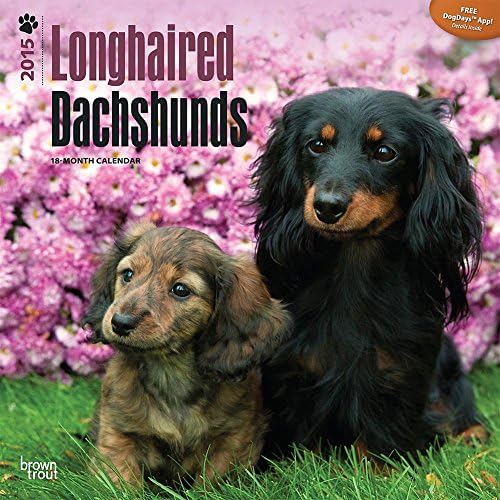 Longhaired Dachshunds 2015 Wall Calendar