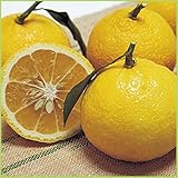 蜜柑(ミカン)の苗木 はるか 蜜柑(ミカン)の苗木 はるか