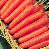 from Haddons Carrot - Early Nantes 2 - 1000 seeds