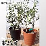 ハーブの苗 オリーブの木 アベックオリーブ ポパイ 2年生 スリット鉢植え 苗 庭木 常緑樹 シンボルツリー オリーブ 苗 苗木 【特別オリーブ】