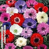 国華園　球根　秋植え球根　アネモネミックス(無選別)　100球