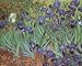IRISES FLOWERS GARDEN BY VINCENT VAN GOGH POSTER REPRO