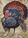 Turkey Thanksgiving Fall Autumn Timeless Treasures Fabric Yard